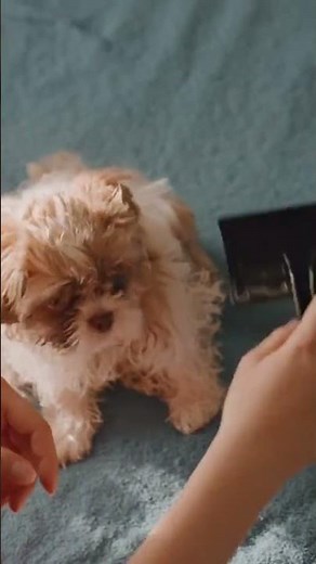 Choosing Supplies for Your Pet's Routine