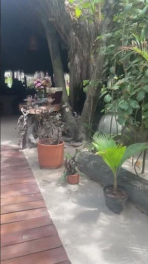 🌴☀️ Relaxing day at Ziggy Beach Club in Tulum