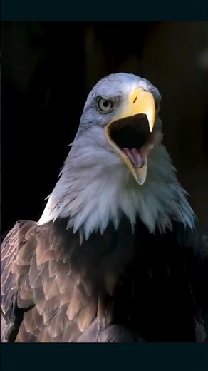 Bald Eagle Call