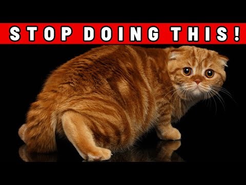 Stop Doing THIS To Your Cat — They Remember