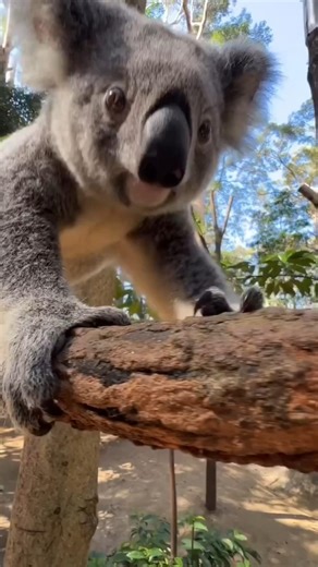 Koalas Have Fingerprints Just Like Humans #animalfacts #shorts