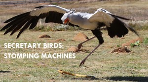 1.3K views · 264 reactions | They have been called Sagittarius and their images have been used in ancient Egypt. Designed for hunting dangerous prey, the Secretary Bird will literally stomp a venomous snake. Blink, and you'll miss it! | Animalogic | Facebook