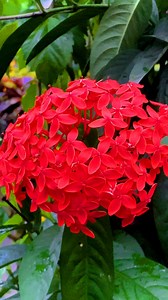 598K views · 8.2K reactions | Jungle geranium flower in garden#junglegeraniumflower #flowers | Maloti Vabi | Facebook