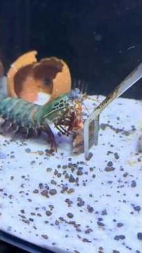 Mantis Shrimp's Bullet-Fast Punch Destroys Everything #mantisshrimp #oceanlife