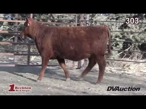 Beckton Red Angus 2026 81st Anniversary Production Sale Lot 303