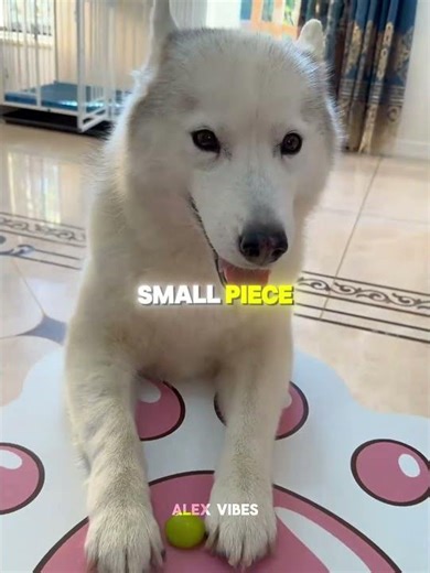 This dog gets pranked