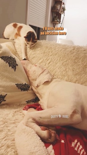 Dusty Dubs on Instagram: "👃deviated septum 🎥 website fan submission from @talesofdaisyanddash #cat #dog #deviatedseptum #voiceover #voiceovers #animalvoiceover #animalvoiceovers #comedy #comedyvideos #comedian #entertainment #funny #memes #funnymemes #meme #lol #humor #fun #funnyvideos #lmao #jokes #viral #trending #dadjokes #dustydubs"