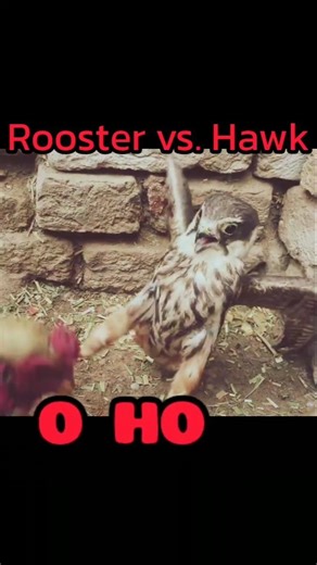 Rooster vs. Hawk