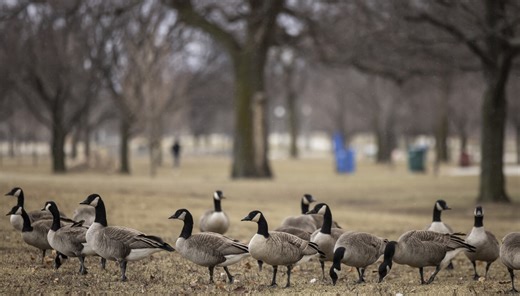 Geese are smarter than people — they look out for each other