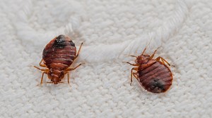 Hunt for sicko who 'deliberately released bed bugs into Walmart changing room' to spark infestation