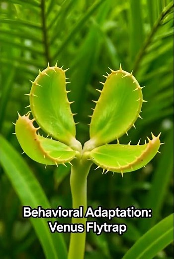 Adaptation in plants.#adaptationinplants #cactus #venusflytrap