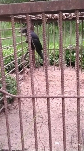 みんなの！カラスを盗る！カラスを盗る！