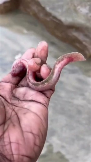 Unusual Sea Creature Rescued & Returned to Ocean! 🌊