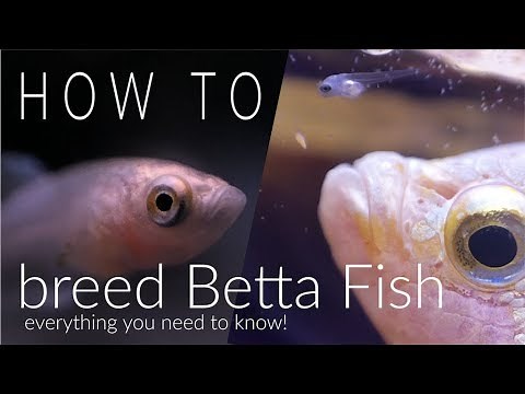 How To Breed Betta Fish Step By Step