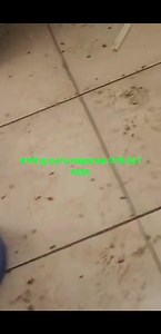 29K views · 30 reactions | ✨ Igloo Pest Control & Fumigation...