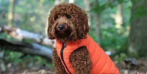 This is your new one-stop shop for your dog’s favourite things