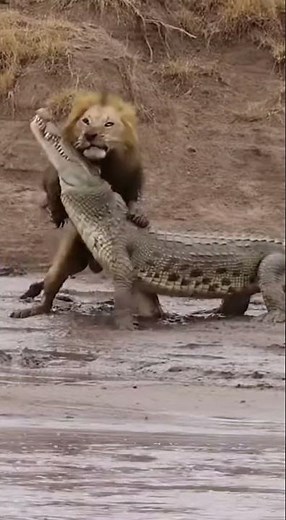LION VS CROCODILE: The Ultimate Battle For Survival!