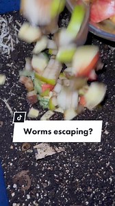 Troubleshooting Worm Bin: Why Are Your Worms Trying to Escape?