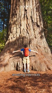 11K views · 150 reactions | ✨ Did you know the real magic of a tree happens underground? Tree roots are nature’s hidden superheroes, anchoring giants and questing through the soil for water and nutrients.  They spread far beyond the tree’s shadow, creating an underground city buzzing with life. So next time you enjoy the shade of a tree, remember there’s a whole world of wonder beneath your feet!  #trees #treeroots #amazingtrees | Plant Based News | Facebook