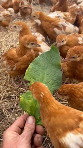 Our pasture raised Isa Brown Free Rangers enjoying some homegrown treats. Comfrey being low in fibre but high in protein is the ideal green to feed chickens. The allantoin is potentially health promoting and the high levels of Vitamins A & B12. PM us for details on our ladies at Wild Maple Farm | Wild Maple Farm | Facebook