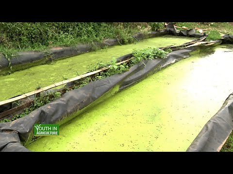 Azolla farming Guide - Rich proteins feed for cattle and poultry |Part 1|