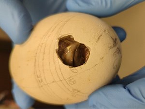 Endangered California Condor Chicks Hatch At LA Zoo As Part Of Conservation Effort