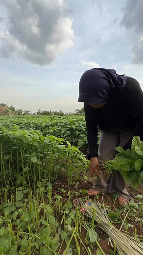 206K views · 708 reactions | Spinach what's delicious to cook? #sahabatpetani #agriculture #motivation | sahabat petani | Facebook