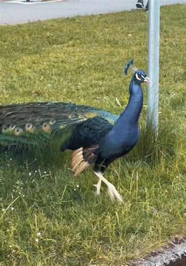 #victoria #vancouverisland #britishcolumbia