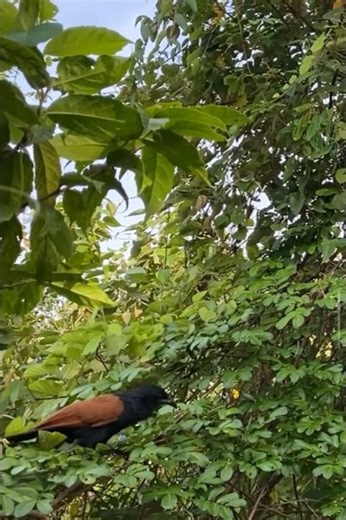 Bubut Alang-Alang (Centropus bengalensis javanensis) #bubut #coucal #bird #rohul #riau #indonesia