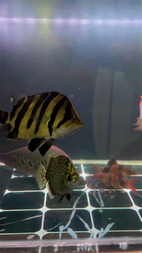 FEEDING PREDATOR FISH / MEMBERI MAKAN IKAN PREDATOR #aquarium #foryou