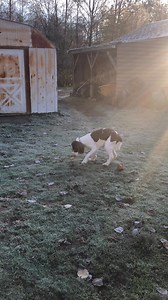 My goofy 10 month old springer spaniel Holly. | Eric Waunch