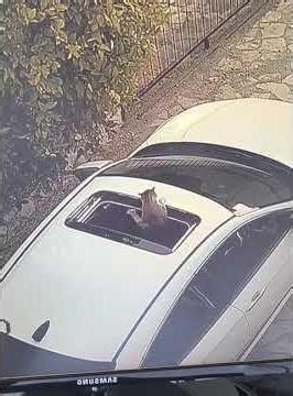 The Ultimate Minecraft Cat Compilation