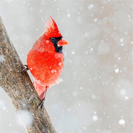 Birding vs bird-watching: What’s the difference?