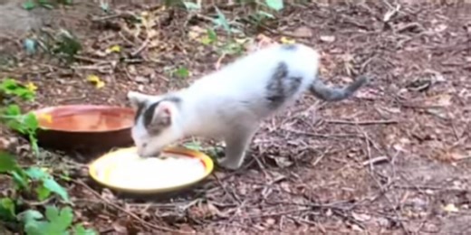 Woman Sees Stray Kitten Walking On Two Legs — And Realizes He Was Born Different