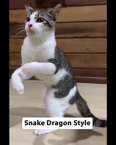 Snake Dragon Style | 𝚂𝚢𝚗𝚝𝚑𝚎𝚝𝚒𝚌 𝙰𝚟𝚎𝚗𝚞𝚎.𝙿𝚑