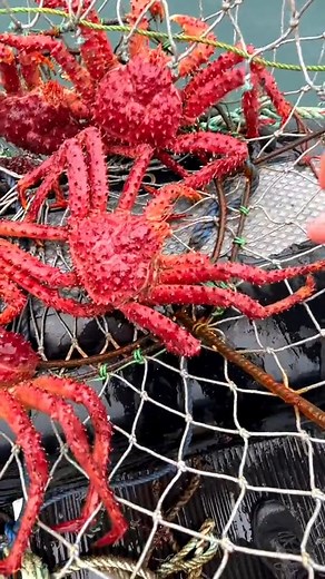 862K views · 10K reactions | Replying to @Carlos Andrés Vlog Argentina 2 #recetas #food #travel #argentina #reelsfb | Calixto Serna Cooking | Facebook