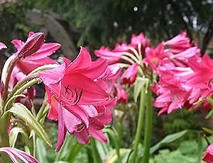 Crinum ‘Ellen Bosanquet’ Lily Bulb, Summer Blooming Perennial, Pink Bell Shaped Flower Perfect for Southern Gardens, 1 Bulb by The Southern Bulb Company