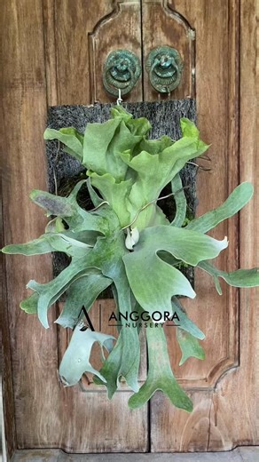 Outdoor Care for Platycerium Willinckii