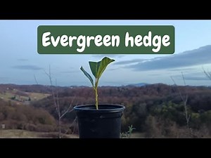 How to Propagate Cherry Laurel with Cuttings