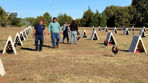 Great customers here, knocked a dent in them yesterday. Gentleman in the blue shirt is 80 years old. Hope I’m in that good of shape when I’m his age.#gamefowl #gamechickens #gamefowls