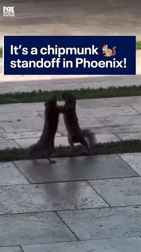 Two chipmunks were spotted in a battle of epic proportions in a backyard near Piestewa Peak! #chipmunks #phoenix #battle | FOX 10 Phoenix