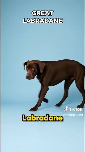 Exploring Great Dane Crossbreeds: Size and Temperament