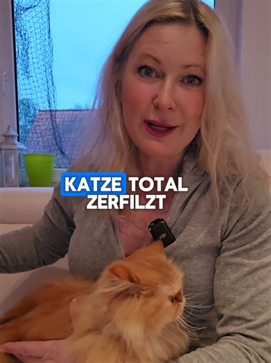 2 Tage nicht da und sie ist wieder komplett verfilzt 😭 Langhaarkatzen sind wunderschön, aber das Fell ist ein echter Fulltime-Job! Regelmäßiges Bürsten ist eigentlich ein Muss – aber wenn die Katze einfach nicht mitmacht, hilft nur noch die Exacta Aesculap Schermaschine ✂️ Für alle Langhaarkatzen-Eltern da draußen: ihr seid nicht allein 😅🐾 #Langhaarkatze #Katze #katzenliebe #Katzenpflege #creatorsearchinsights
