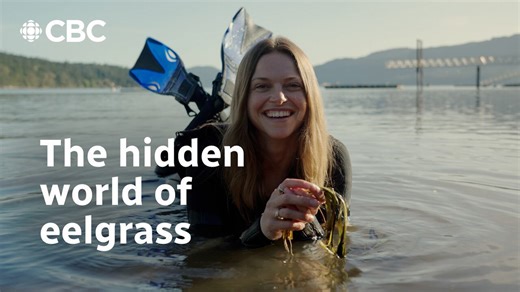 Eelgrass meadows: the coastal lifeline at risk | Planting Curiosity