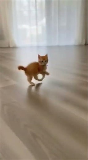 Go Little Rocket! 🐈🚀🐾 The Fastest Kitten Alive!