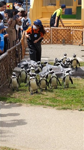 Amazing Penguins Sound 🐧❤ (1)