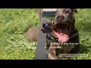 Service Animals and the ADA: Questions about Breed