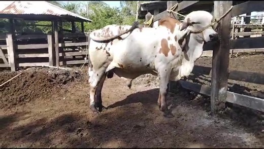 1.4K reactions · 11 shares | Gyr Lechero Certificado por la AMCC: Angel 262 FIV 52/Jaguar (Resistencia, Longevidad, Leche) Nacio 05 Mayo 2022 Su Madre es Angela 52 TE 405/Sansao Vaca LECHERA Certificada con Control Lechero Oficial del CEBU. Exportada a USA Su Padre es el GRAN JAGUAR. Extraordinaria GENETICA 100% CEBU LECHERO Para los PRODUCTORES Lecheros mas exigentes. Calidad Rancho Santo Angel Interesados enviar WhatsApp 8331056251. | Rancho Santo Angel | Facebook