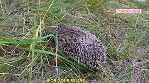 Creating a Cat-Friendly Home: Easy Tips for Happy Cats!