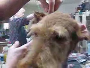 Airedale ears being Glued